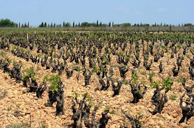 Chateauneuf-du-Pape-vineyards Invest into wine with sure holdings