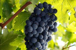 cabernet-sauvignon-quiz-630x417; Invest into Wine, Sure Holdings, Fine wine Investment, Good Returns
